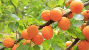 Армения экспортировала 16 тыс. тонн абрикосов