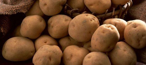 В 2016 году в Казахстане посажено картофеля меньше, а собрано больше, чем в прошлом году