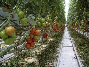 Урожай овощей в теплицах в 2016 году вырос в Казахстане на 8%