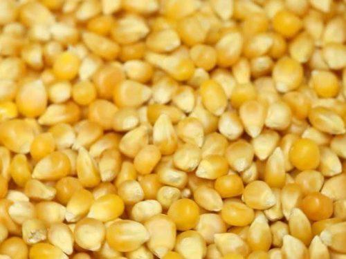 Кукуруза для попкорна